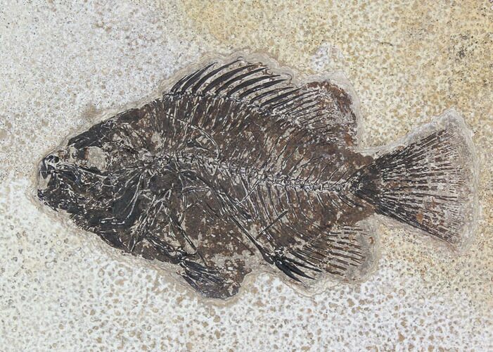 Cockerellites (Priscacara) Fossil Fish - Hanger Installed #92673